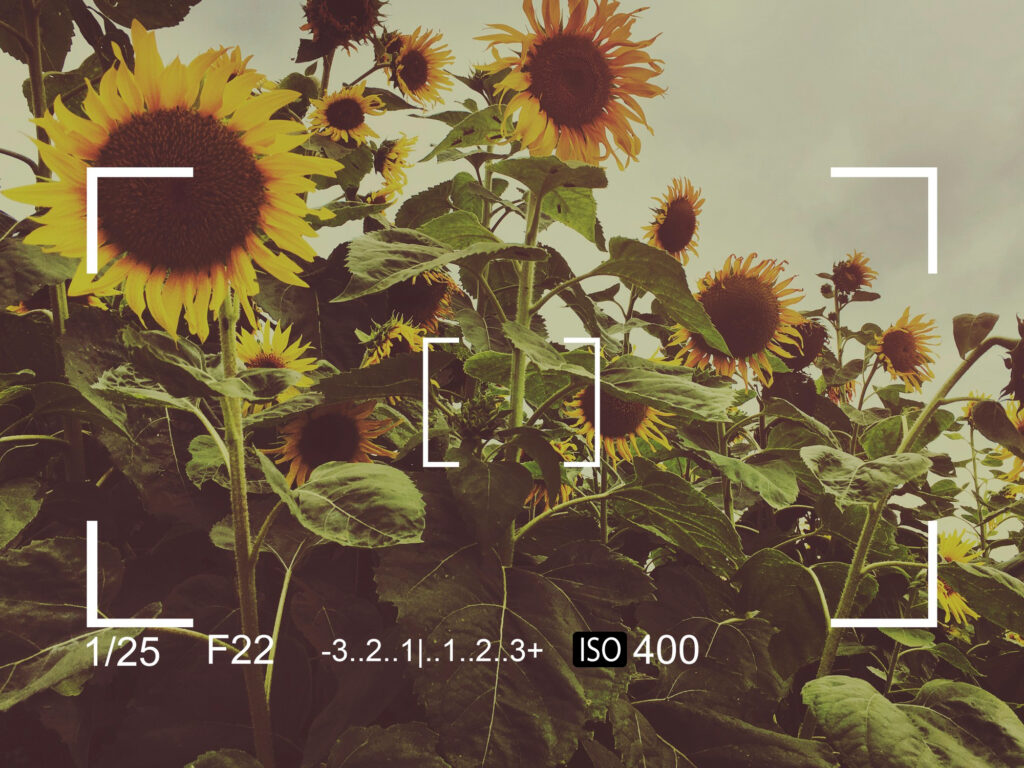 Captura de cámara Banner de instantánea de girasol